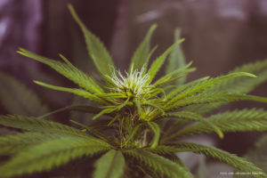 Billede af blomsten på en cannabisplante
